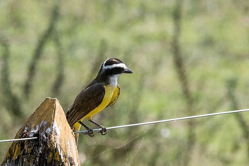 Rusty-margined Flycatcher, Piuval Lodge, Brazil