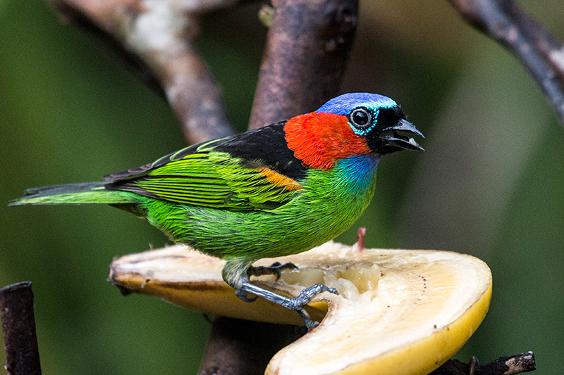 Red-necked Tanager, Jonas�s Feeders, Folha Seca Road, Ubatuba, Brazil