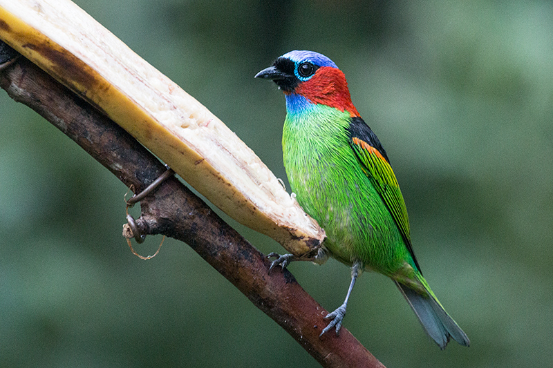 Red-necked Tanager, Jonas�s Feeders, Folha Seca Road, Ubatuba, Brazil