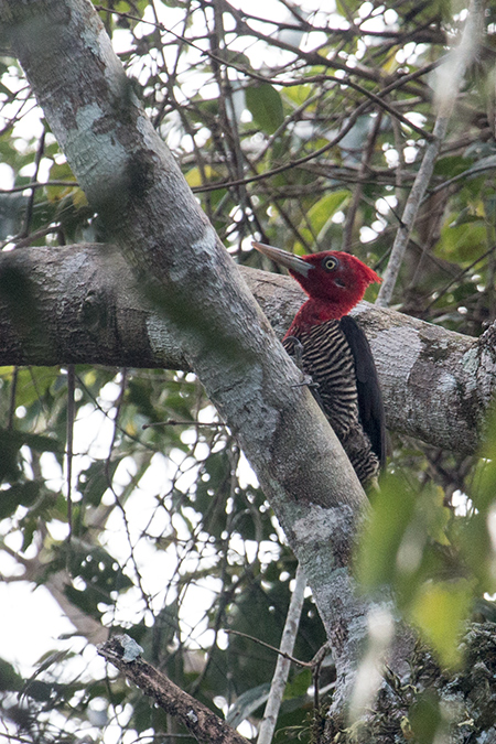Robust Woodpecker, Iguaz� National Park, Argentina