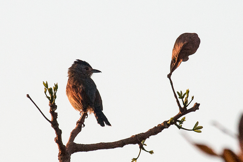 Rufous-winged Antshrike, �gua Fria Dirt Road, Brazil