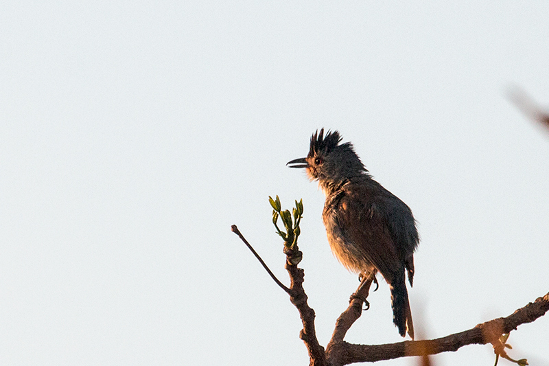 Rufous-winged Antshrike, �gua Fria Dirt Road, Brazil