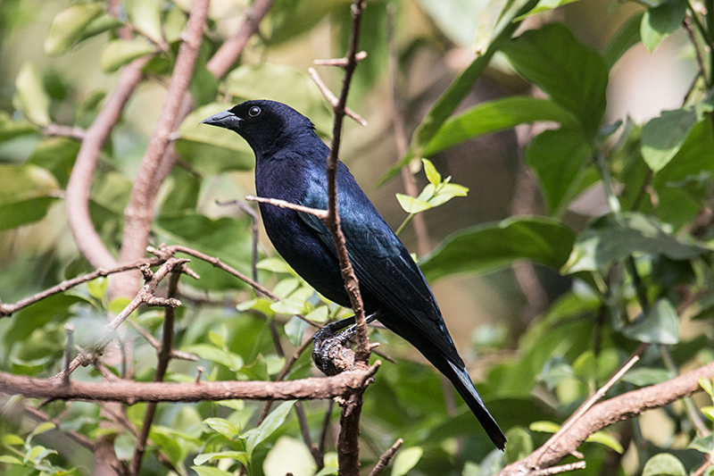 Shiny Cowbird, Jardin de los Picaflores, Puerto Iguaz�, Argentina