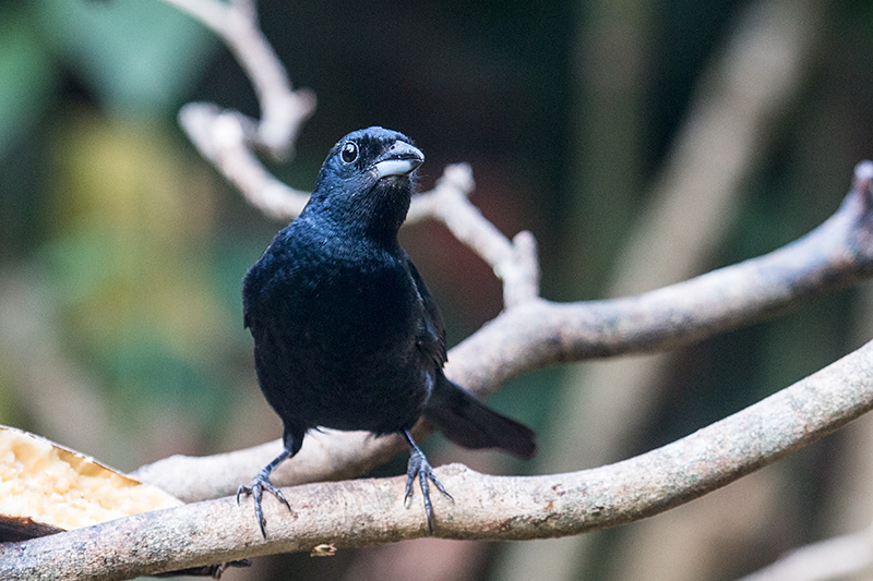 xxxx, Jardin de los Picaflores, Puerto Iguaz�, Argentina