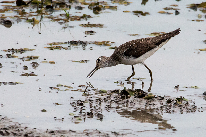 Solitary Sandpiper, Hotel Pantanal Norte, Porto Jofre, Brazil