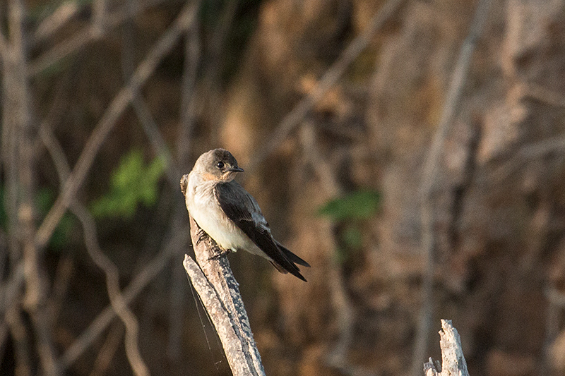 Southern Rough-winged Swallow, Cuiab� River, Porto Jofre, Brazil 