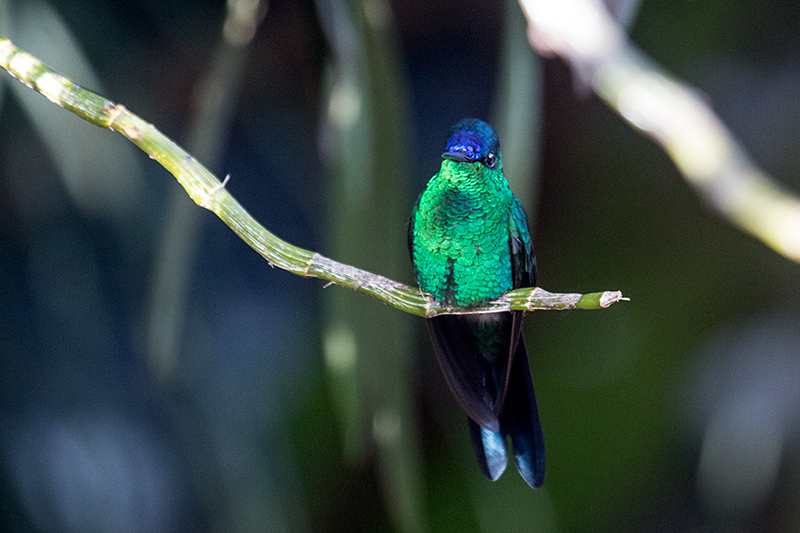 Violet-capped Woodnymph, Jardin de los Picaflores, Puerto Iguaz�, Argentina