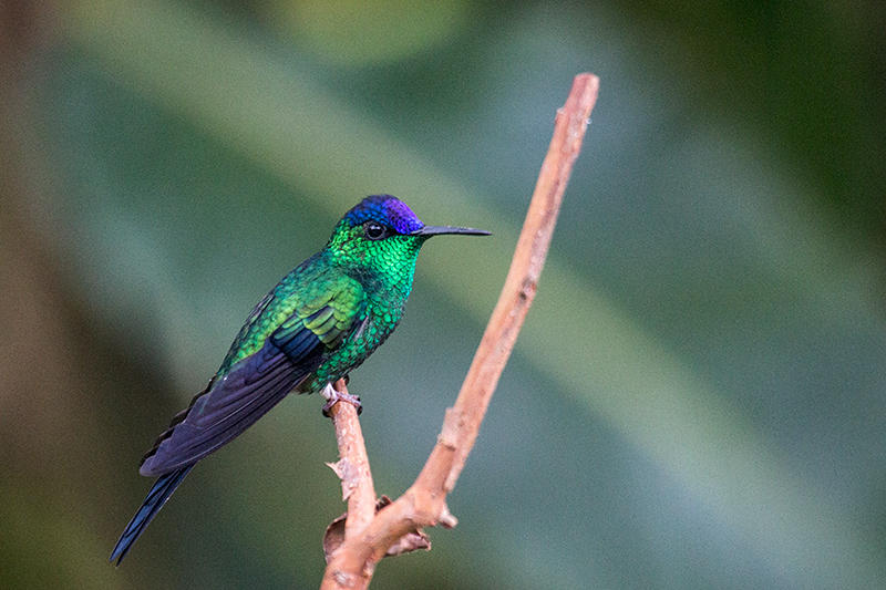 Violet-capped Woodnymph, Jonas�s Feeders, Folha Seca Road, Ubatuba, Brazil