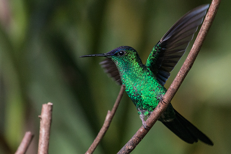 Violet-capped Woodnymph, Jonas�s Feeders, Folha Seca Road, Ubatuba, Brazil