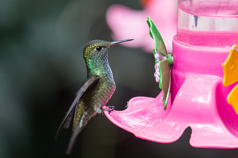 Versicolored Emerald, Jardin de los Picaflores, Puerto Iguaz�, Argentina