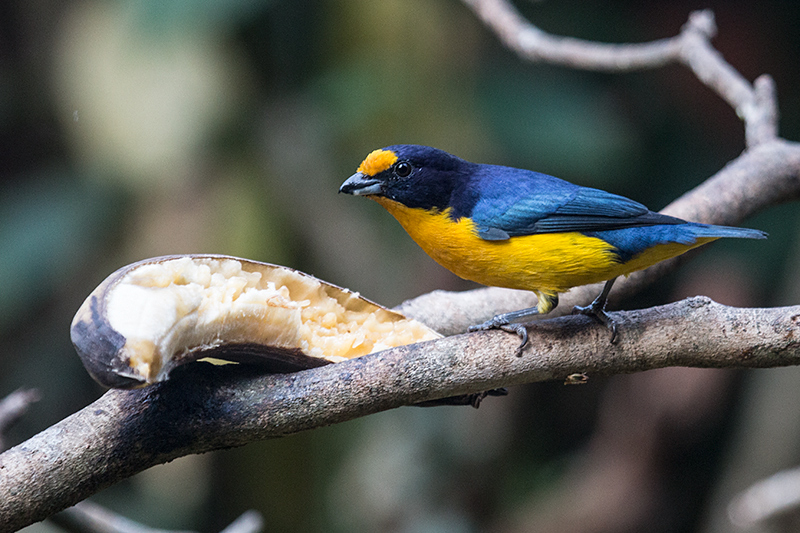 Violaceous Euphonia, Jardin de los Picaflores, Puerto Iguaz�, Argentina