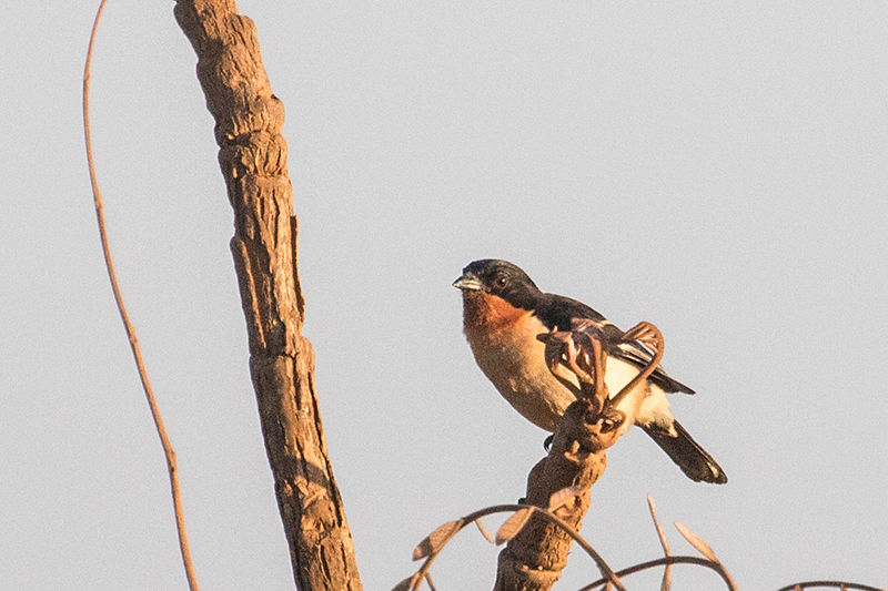 White-rumped Tanager, �gua Fria Dirt Road, Brazil
