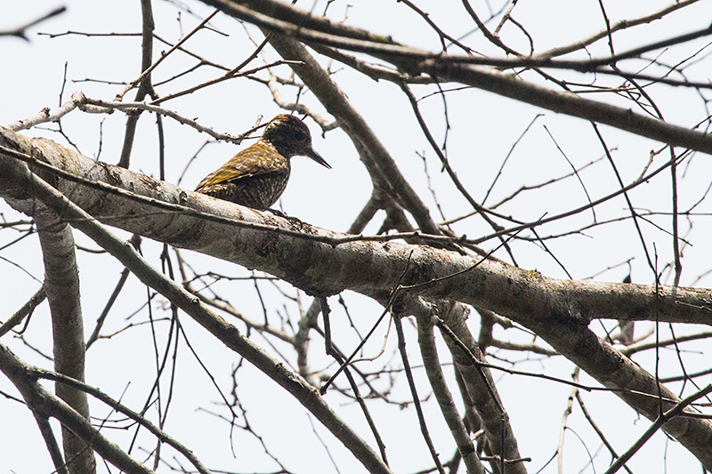 White-spotted Woodpecker, Parque Provincial Urugua-�, Argentina