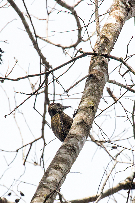 White-spotted Woodpecker, Parque Provincial Urugua-�, Argentina