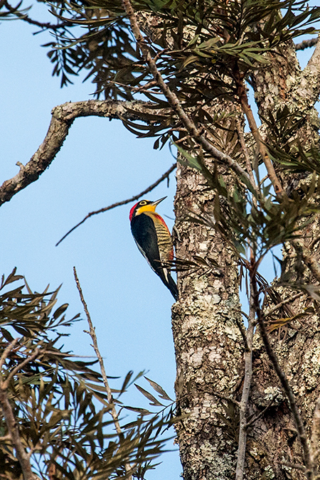 Yellow-fronted Woodpecker, Iguaz� National Park, Argentina