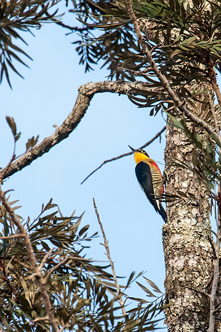 Yellow-fronted Woodpecker, Iguazú National Park, Argentina
