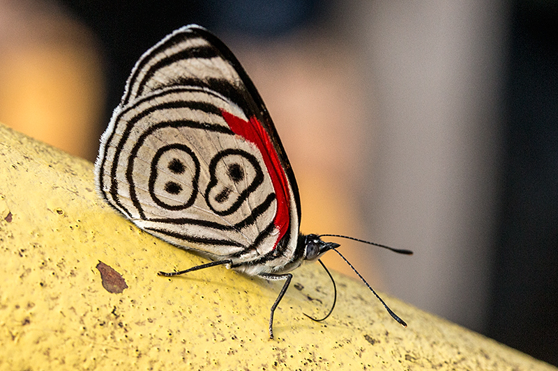 Anna's 88 Butterfly, Parque Nacional do Igua�u, Brazil