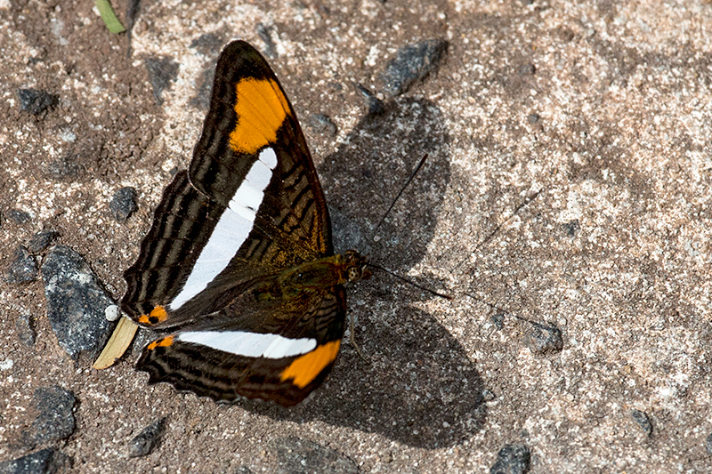 Brazilian Butterfly, Parque Nacional do Iguaçu, Brazil