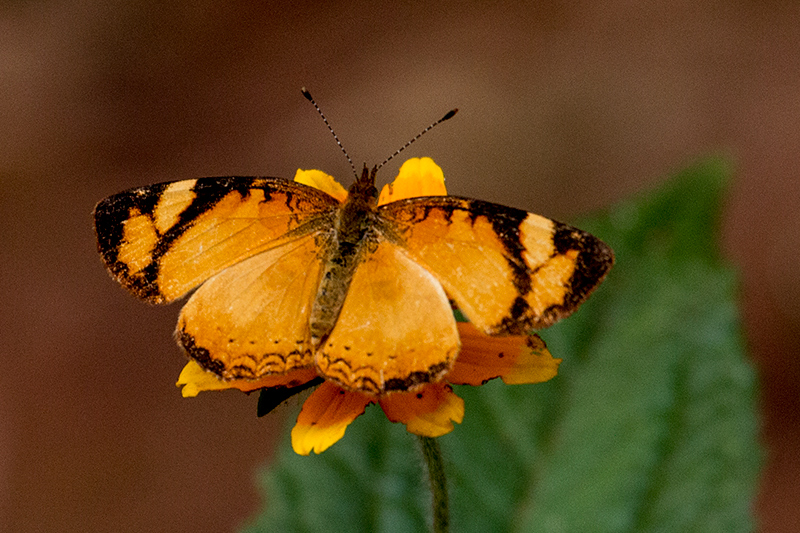 Argentine Butterflies, Iguazú National Park, Argentina