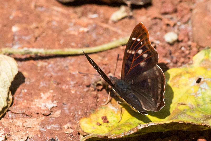 Argentine Butterflies, Iguazú National Park, Argentina