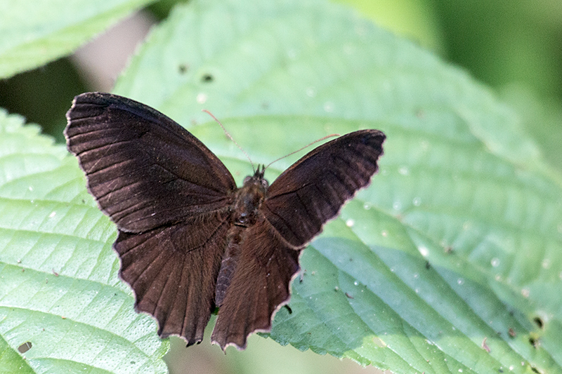 Argentine Butterflies, Iguazú National Park, Argentina