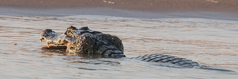 Spectacled Caiman (Common Caiman), Cuiabá River, Porto Jofre, Brazil