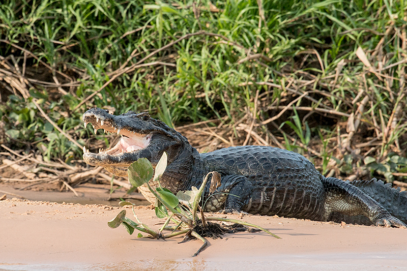 Spectacled Caiman (Common Caiman), Cuiab� River, Porto Jofre, Brazil 