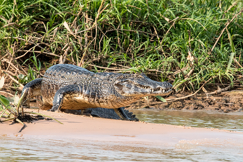 Spectacled Caiman (Common Caiman), Cuiab� River, Porto Jofre, Brazil 
