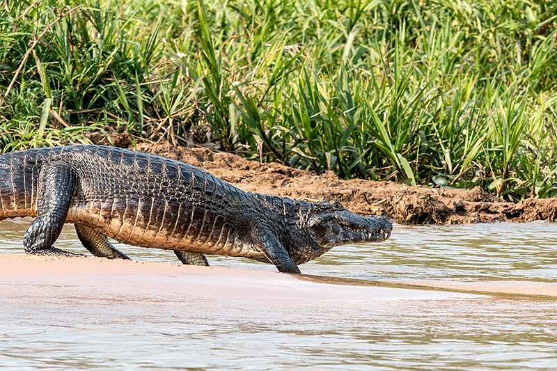 Spectacled Caiman (Common Caiman), Cuiab� River, Porto Jofre, Brazil 
