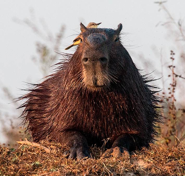 Capybara With Cattle Tyrant, Cuiab� River, Porto Jofre, Brazil 