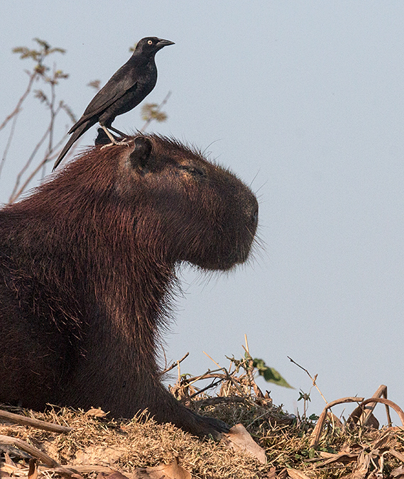 Capybara With Giant Cowbird, Cuiab� River, Porto Jofre, Brazil 