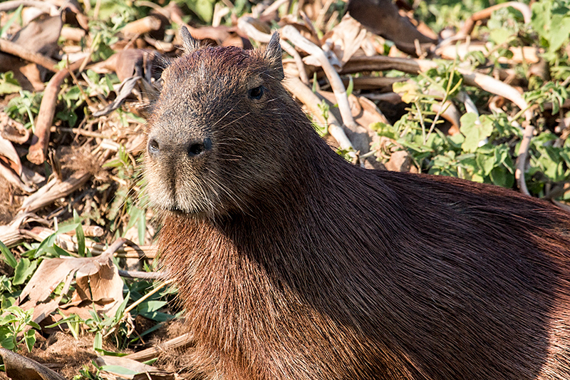 Capybara, Cuiab� River, Porto Jofre, Brazil 