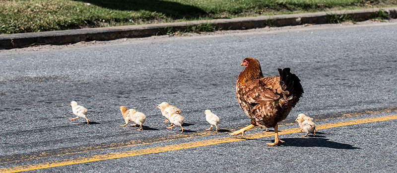 Why Did the Chickens...? Near the Hotel S�o Gotardo, Parque Nacional do Itatiaia, Brazil