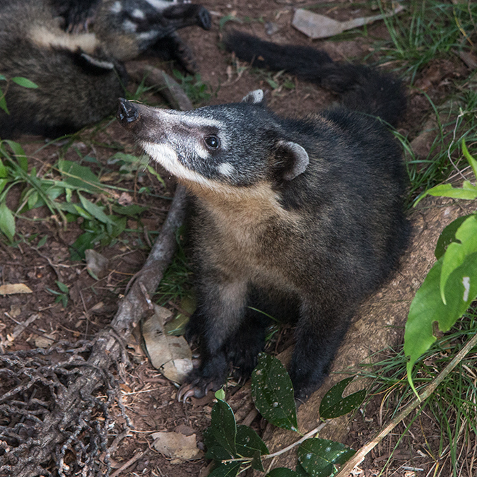 South American Coati, Iguaz� National Park, Argentina