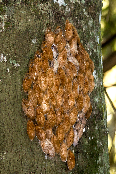Cocoons, Parque Provincial Urugua-�, Argentina