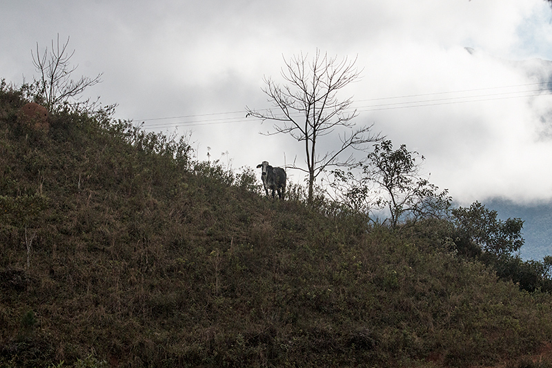 Farm Scene, en route S�o Gotardo to Ubatuba, Brazil