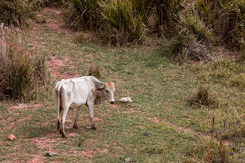 Farm Scene, en route S�o Gotardo to Ubatuba, Brazil