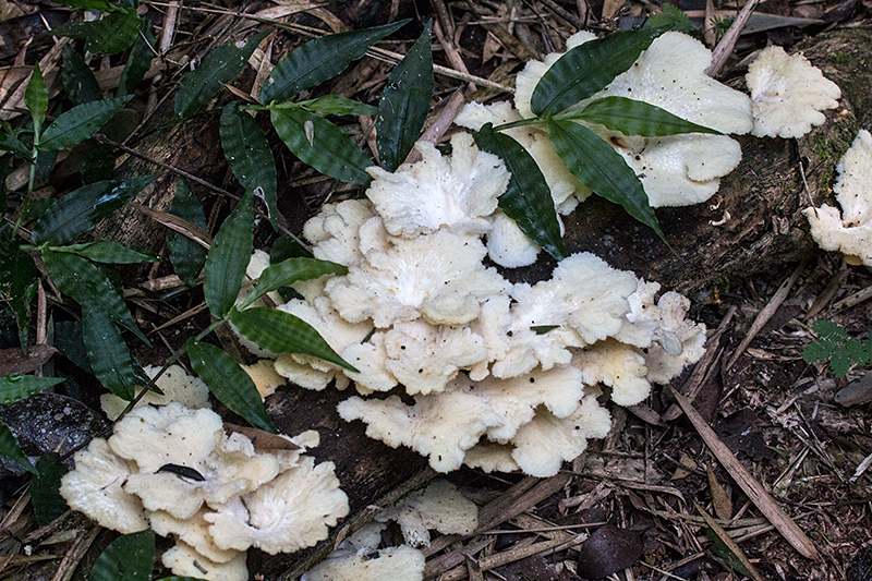 Fungi, Parque Provincial Urugua-í, Argentina
