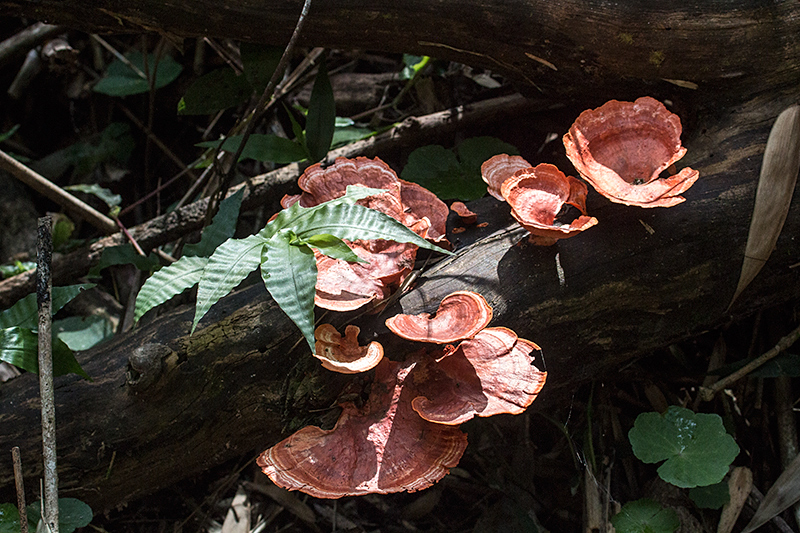 Fungi, Parque Provincial Urugua-í, Argentina
