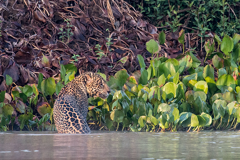 Jaguar, Cuiabá River, Porto Jofre, Brazil
