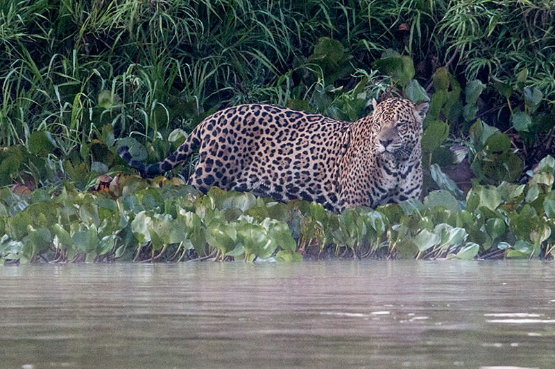 Jaguar, Cuiabá River, Porto Jofre, Brazil