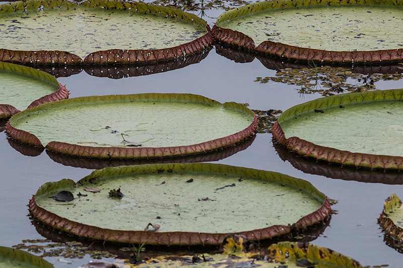 Lotus, Hotel Pantanal Norte, Porto Jofre, Brazil