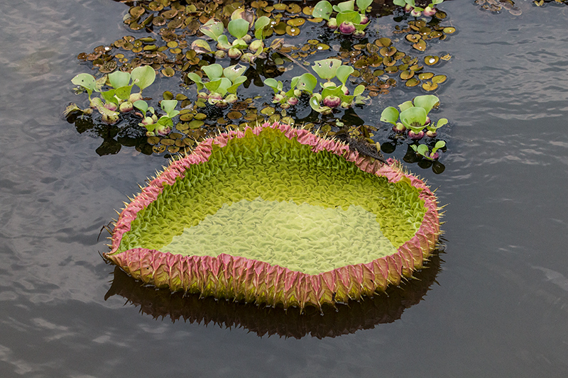 Lotus, Hotel Pantanal Norte, Porto Jofre, Brazil