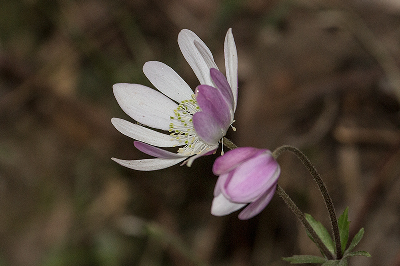 Magenta Flowers, en route S�o Gotardo to Ubatuba, Brazil