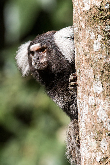Eared Marmoset, en route S�o Paulo to Hotel do Ype,  Parque Nacional do Itatiaia, Brazil