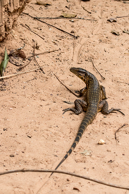 Tegu Lizard, Pousada Jardim da Amazonia, Brazil