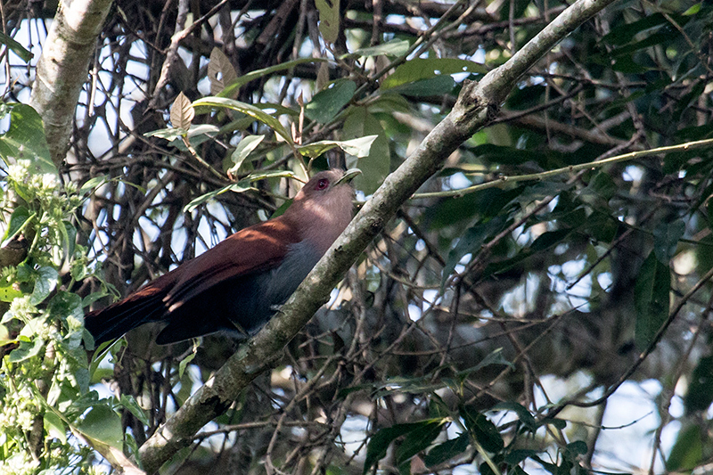 Squirrel Cuckoo, Iguaz� National Park, Argentina