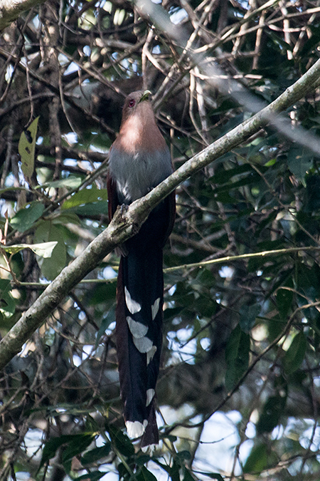 Squirrel Cuckoo, Iguaz� National Park, Argentina