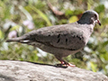 Common Ground-Dove, Hacienda Cortina, La G�ira National Park, Cuba