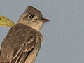 Cuban Pewee, Cayo Pared�n Grande, Cuba